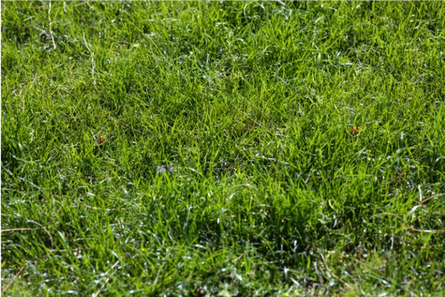 Lawn Makeover