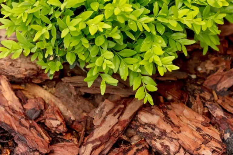 Alpine Bark